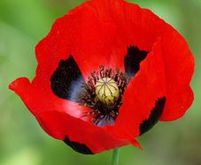 (P) Poppy Ladybird seeds 0.1g (415731)