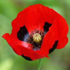 (P) Poppy Ladybird seeds 0.1g (415731)
