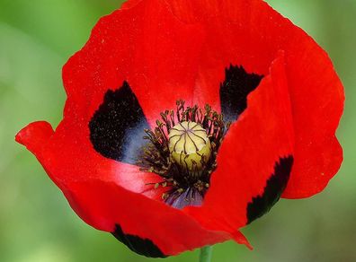 (P) Poppy Ladybird seeds 0.1g (415731)