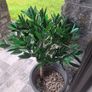 front door plants Image 2