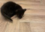 kitten