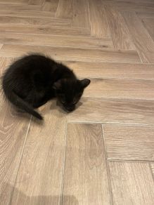 kitten