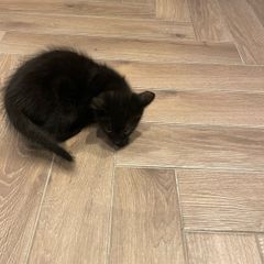 kitten