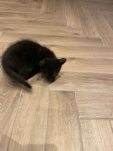 kitten