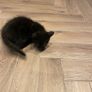 kittens Image 4