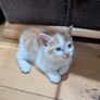 kittens Image 4