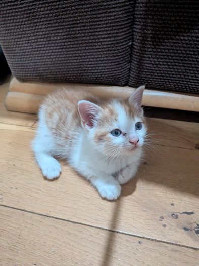 kittens