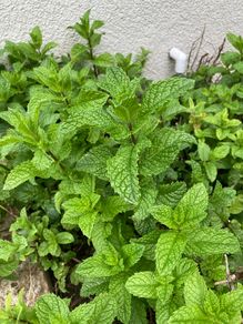 Mint cuttings