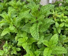 Mint cuttings