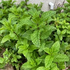 Mint cuttings