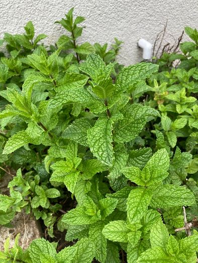 Mint cuttings