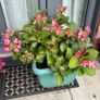 Hydrangea French Can Can doing well in 2nd summer in pot Image 6