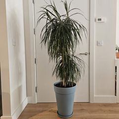 Tall Triple-Stem Dracaena Marqinata Dragon Tree