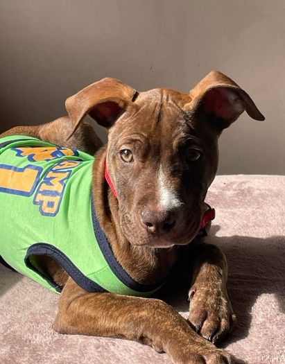 Puppy Vests