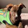 Puppy Vests Image 7