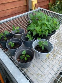 Papaya plant