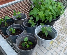 Papaya plant
