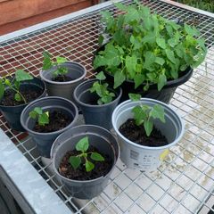 Papaya plant