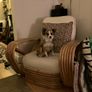 Mid century Paul Frankl Style lounge chair 1940s Image 4