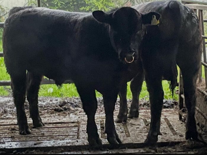Kingdom Angus