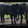 Kingdom Angus Image 3