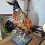 taxidermy pheasant Image 2