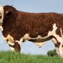 2 Serious Quality Simmental Bulls For Sale Image 8