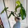 Rare Houseplant Philodendron Florida Beauty Image 3