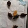 Week old Quail Image 2