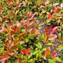 Red Robin Hedging Plants Image 3