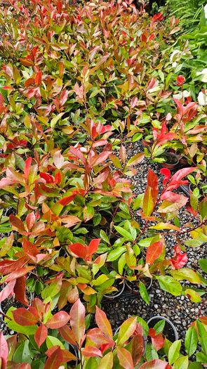 Red Robin Hedging Plants