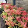 Flowering Shrubs, Two Euros Image 7