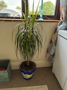 two indoor plants