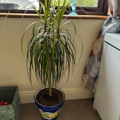 two indoor plants