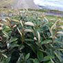 Elaeagnus Hedging Image 2