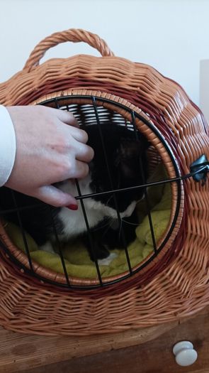 2 in 1 /cat cage&carrier for small dog/ medium dog carrier available