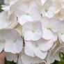 Hydrangea Image 2