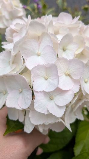 Hydrangea