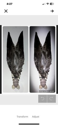 Incredibly Healing Spiritual Smudge Wand Taxidermy Wings Bone Art and Rose Quartz Crystal Wall Decor Display
