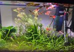 female guppies