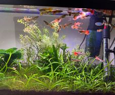 female guppies