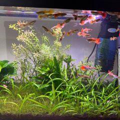 female guppies