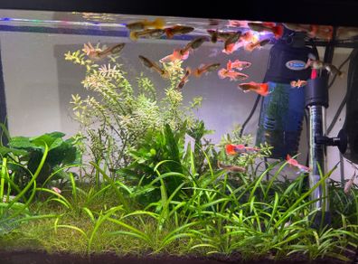 female guppies