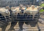Sheep show and sale