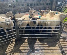 Sheep show and sale