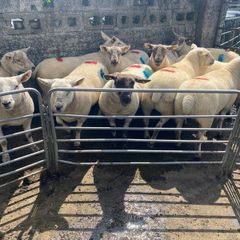 Sheep show and sale