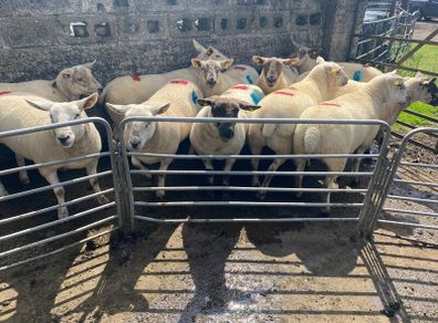Sheep show and sale