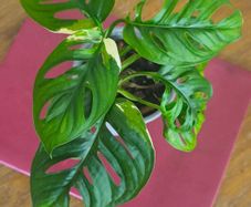 Variegated Monstera Adansonii