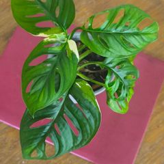 Variegated Monstera Adansonii