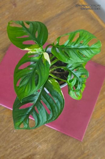 Variegated Monstera Adansonii